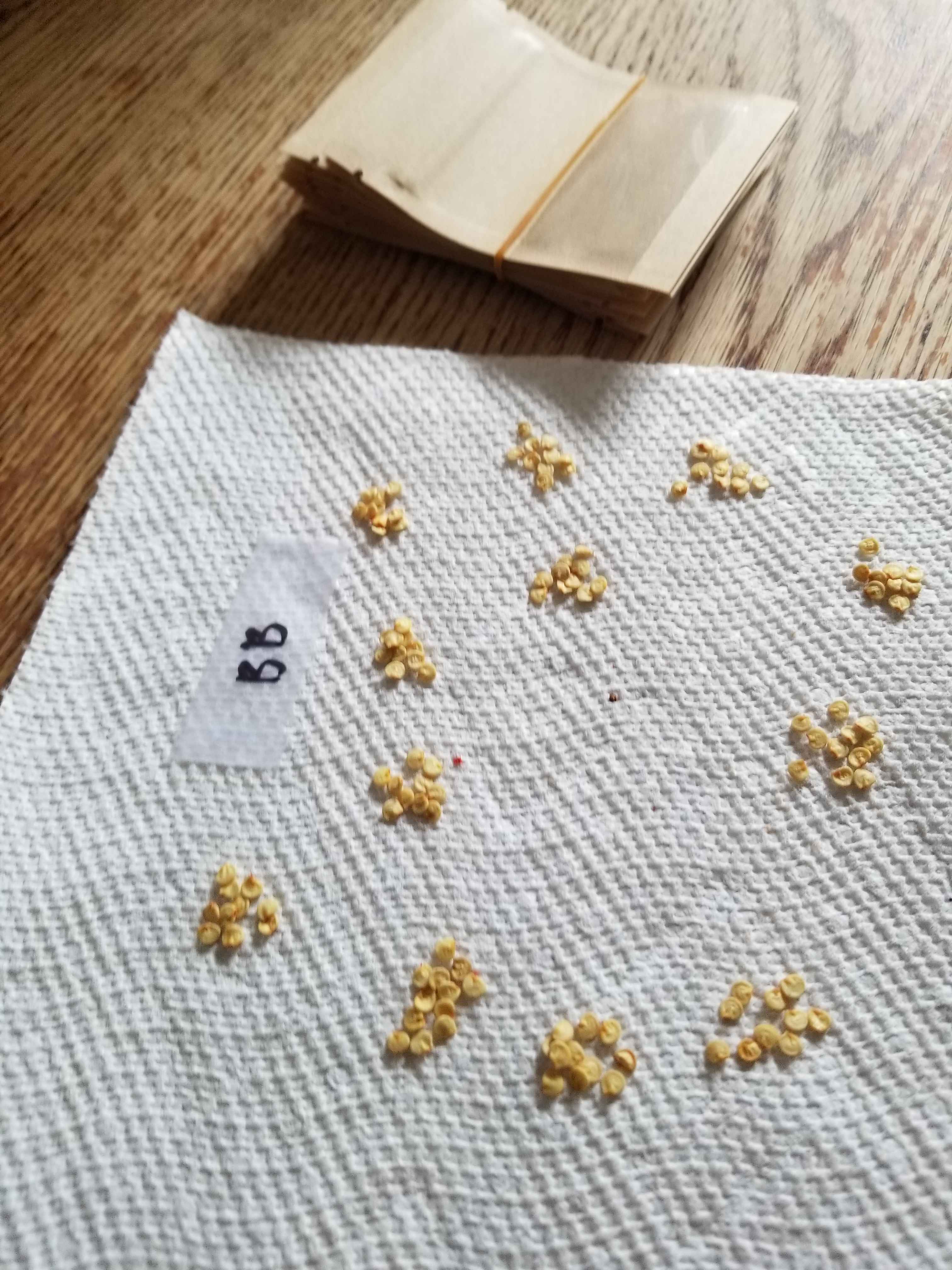 Pepper seeds laid out on a paper towel, sorting them into packets