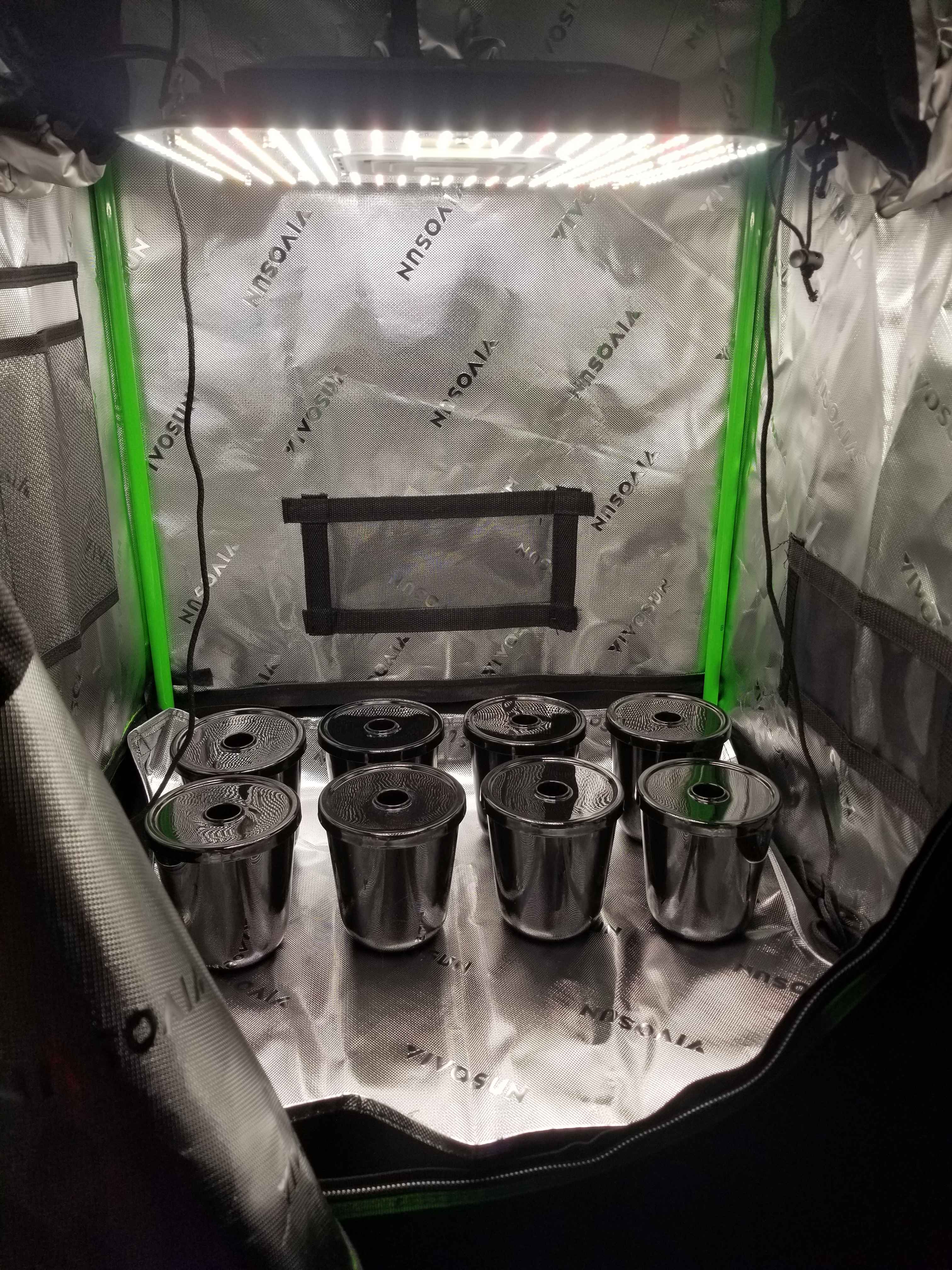 The Vivosun tent with 8 empty Kratky buckets ready for plants