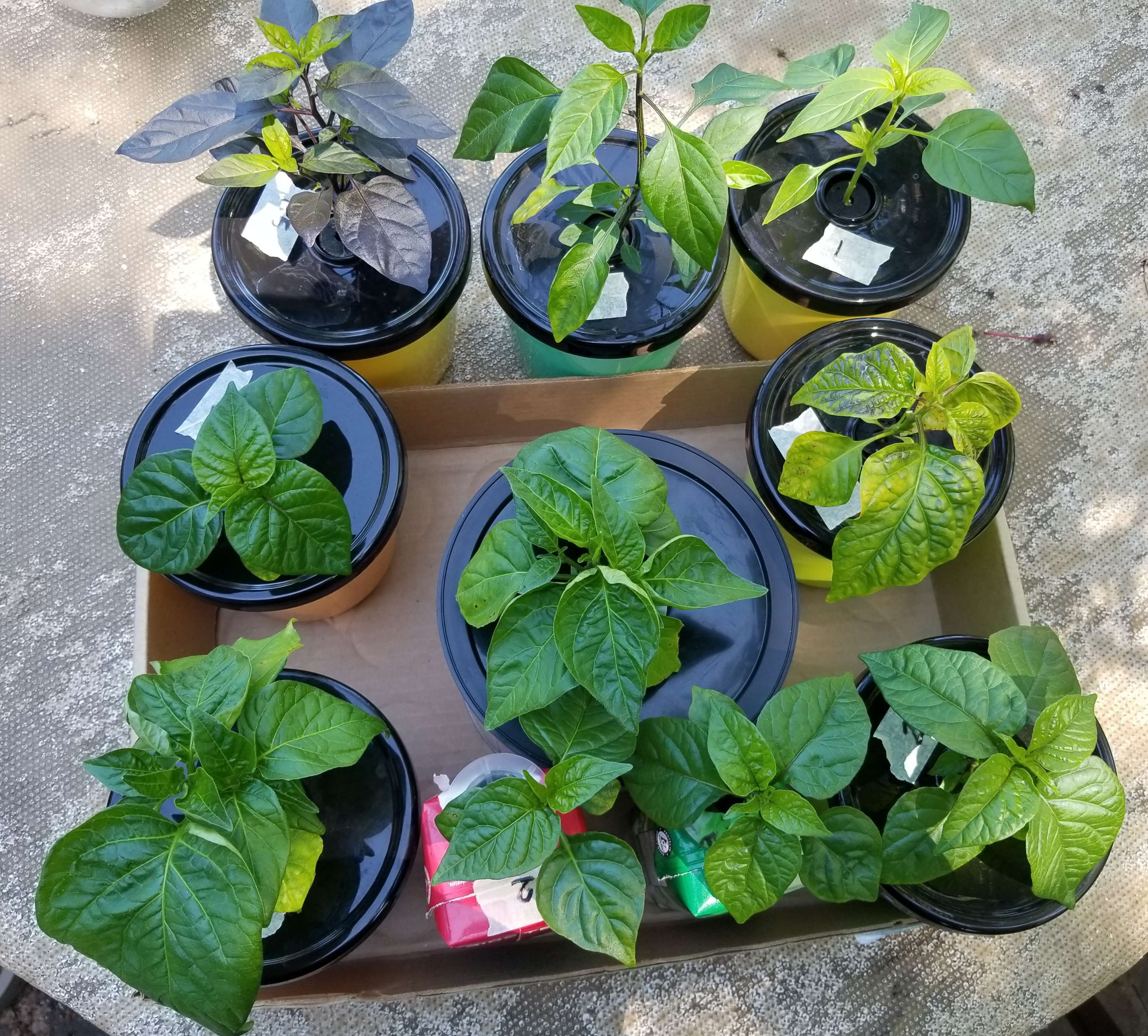 Pepper seedlings hardening off in pots, sunny outdoor setup